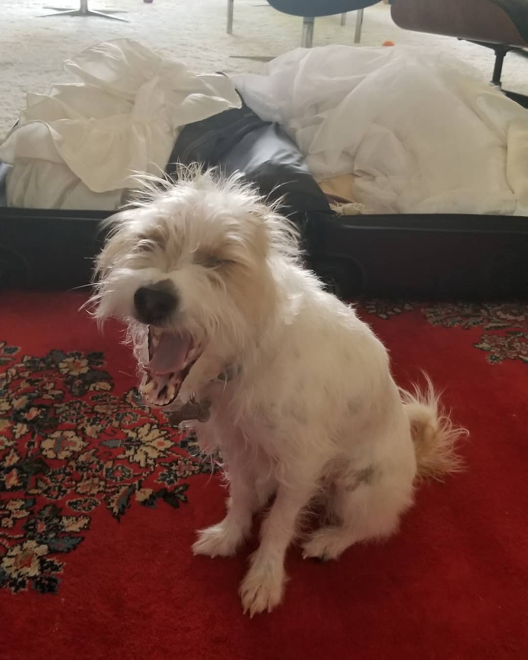 The Rise of Lily Robinson: Unpacking the Legacy of Hannah Montana's Rival